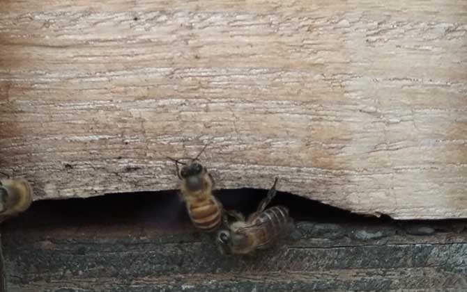 蜜蜂秋繁技術(shù)及注意事項(xiàng) 秋繁