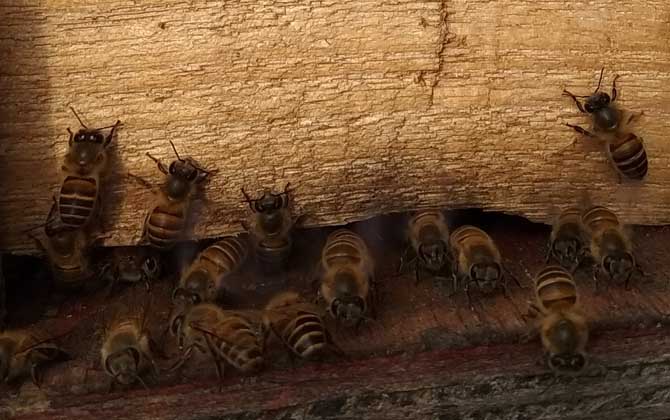 蜜蜂秋繁技術(shù)及注意事項(xiàng) 秋繁