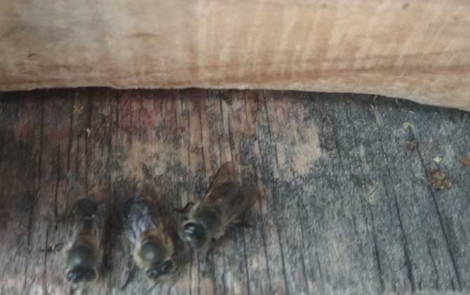 蜜蜂秋繁技術(shù)及注意事項(xiàng) 秋繁