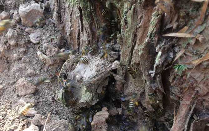 高手誘蜂絕招及注意事項 誘蜂