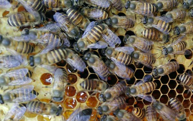 養蜜蜂的技巧及注意事項 養蜜蜂