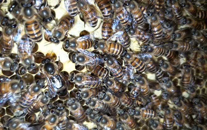 養蜜蜂的技巧及注意事項 養蜜蜂