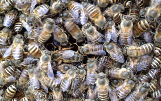 養蜜蜂的方法及注意事項 養蜜蜂