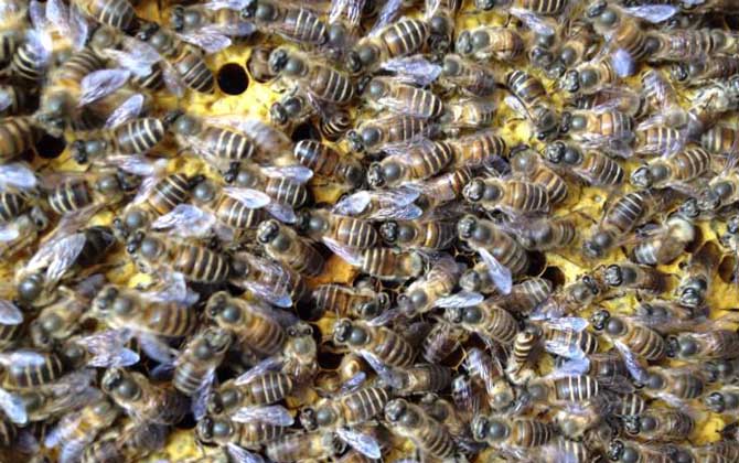 養蜜蜂的方法及注意事項 養蜜蜂