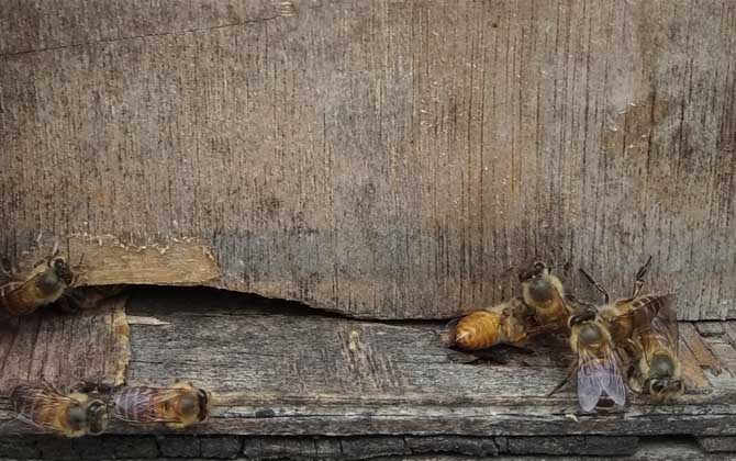 蜜蜂不出門是不是病了? 蜜蜂