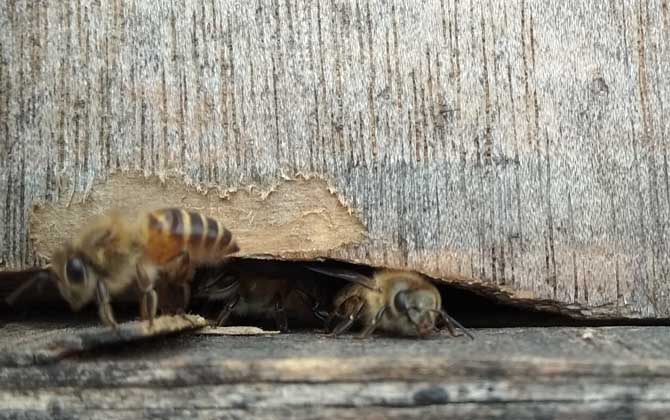 蜜蜂不出門是不是病了? 蜜蜂