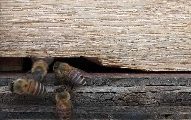 蜜蜂不出門是不是病了? 蜜蜂