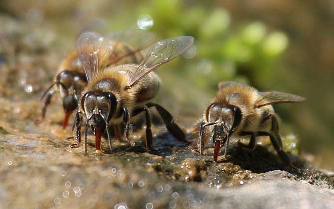 最簡單找山蜜蜂方法 采水蜂