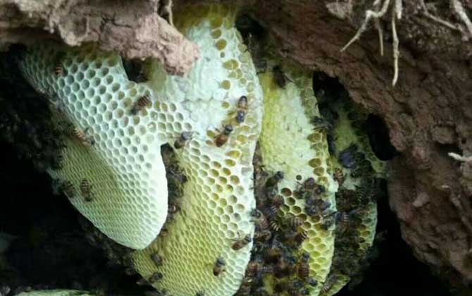 最簡單找山蜜蜂方法 野生蜜蜂