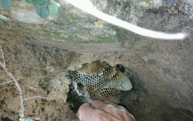 最簡單找山蜜蜂方法 野生蜜蜂