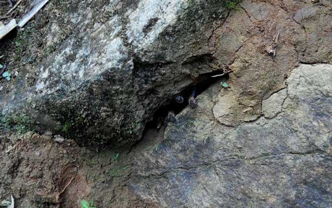 偵查蜂誘蜂來蜂的征兆 偵查蜂