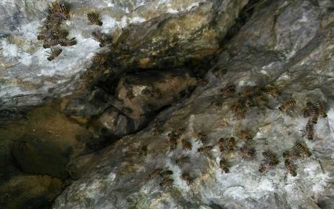 偵查蜂誘蜂來蜂的征兆 偵查蜂