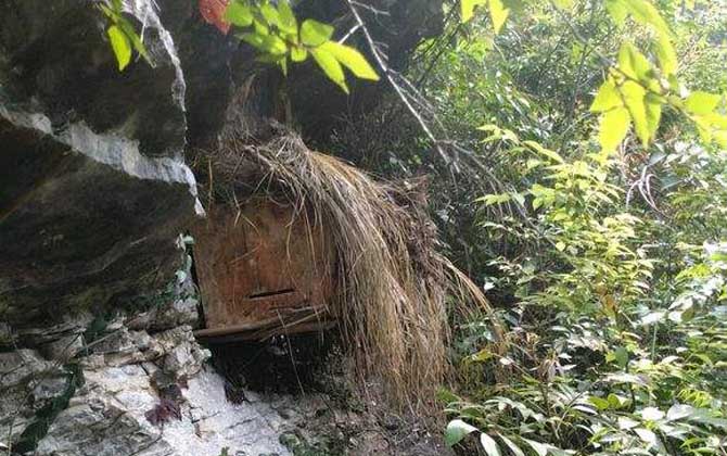 怎樣提高誘蜂箱的誘蜂力? 誘蜂箱