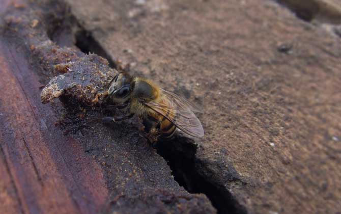蜜蜂養殖十大忌諱是哪些? 蜜蜂養殖