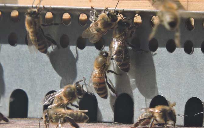 蜜蜂養(yǎng)殖技術(shù)及基本知識 蜜蜂養(yǎng)殖