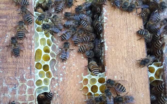 牛糞涂蜂箱有什么作用? 蜂箱