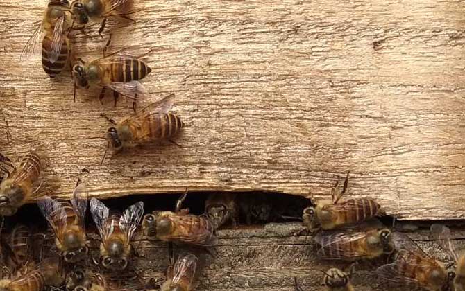 牛糞涂蜂箱有什么作用? 蜂箱