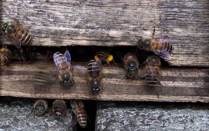 牛糞涂蜂箱有什么作用? 蜂箱