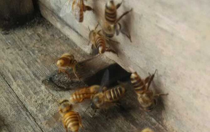 怎樣吸引偵查蜂前來偵查? 偵查蜂