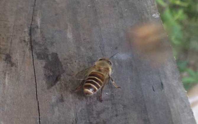 怎樣吸引偵查蜂前來偵查? 偵查蜂