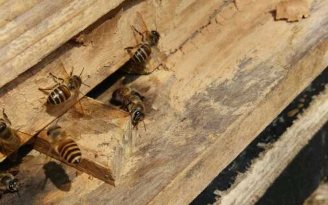 怎樣吸引偵查蜂前來偵查? 偵查蜂