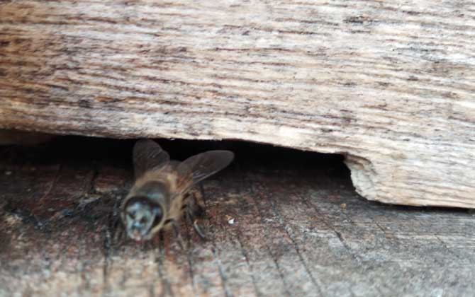 偵查蜂喜歡蜂箱的表現有哪些? 誘蜂