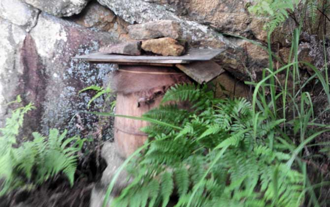 偵查蜂喜歡蜂箱的表現有哪些? 誘蜂