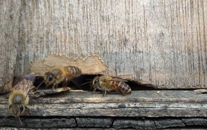 偵查蜂喜歡蜂箱的表現有哪些? 誘蜂