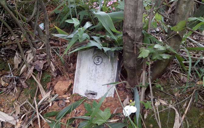 誘蜂箱來了十幾只蜂能誘到嗎? 誘蜂箱