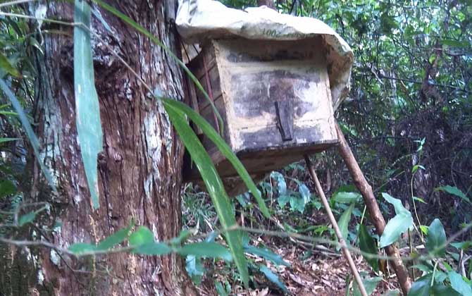 誘蜂箱來了十幾只蜂能誘到嗎? 誘蜂箱