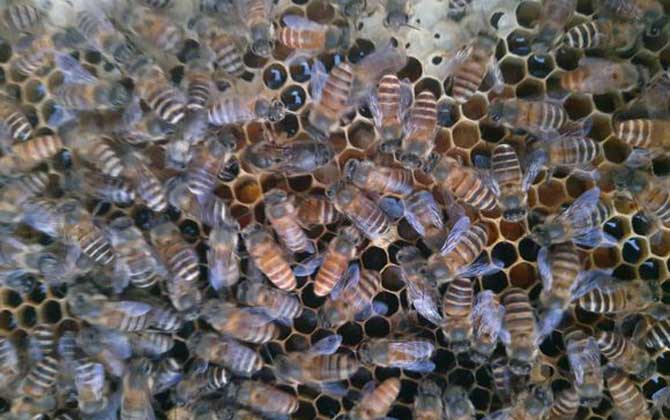 蜂群春衰的原因及預防措施 蜂群