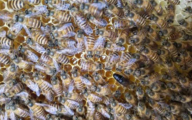 蜂群春衰的原因及預防措施 蜂群