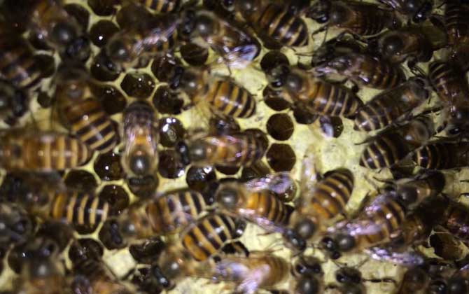 蜂群春衰的原因及預防措施 蜂群