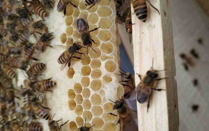 不到半脾蜂能發(fā)展起來嗎? 蜂群