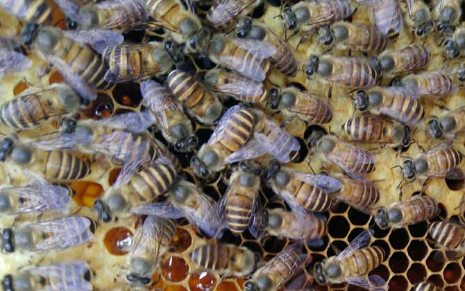 不到半脾蜂能發(fā)展起來嗎? 蜂群