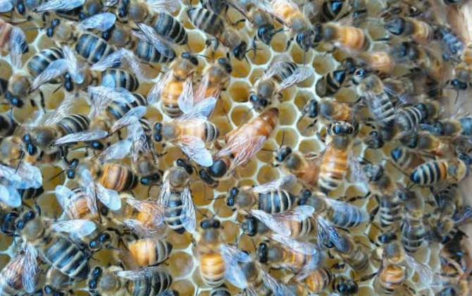 不足一脾蜂怎么快速繁殖? 蜜蜂