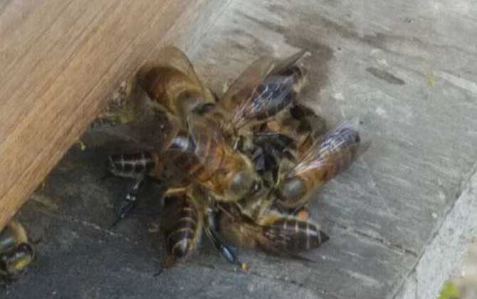 誘蜂箱來了幾十只蜂是怎么回事? 誘蜂