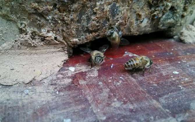 怎么誘蜂最容易來蜂? 誘蜂