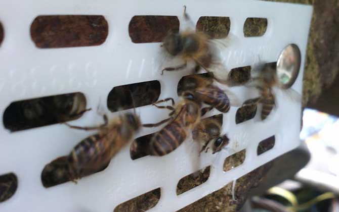 蜜蜂剛抓回來怎么養? 蜜蜂