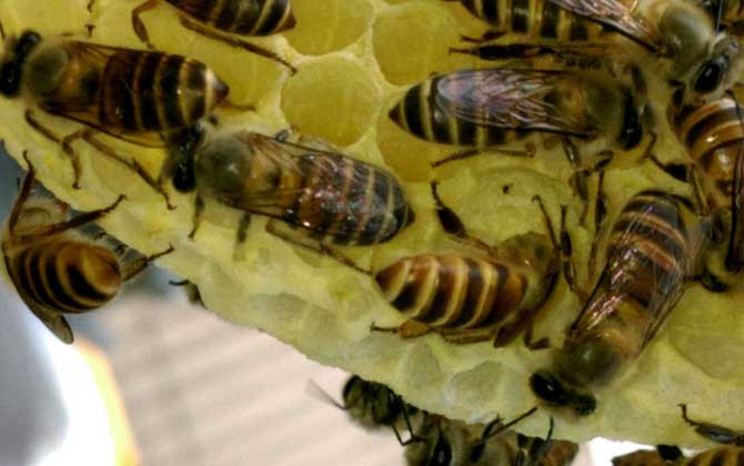 蜜蜂剛抓回來怎么養? 蜜蜂