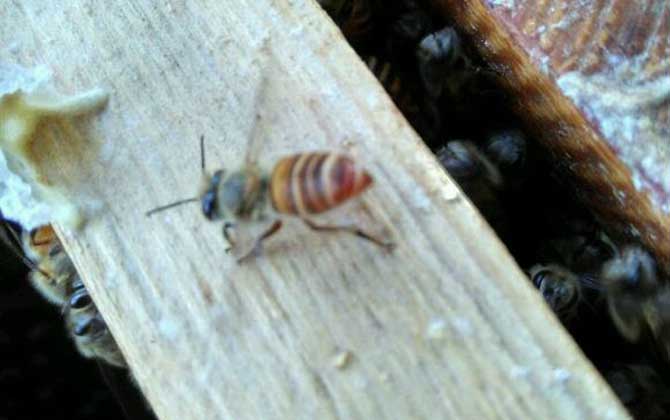 蜜蜂剛抓回來怎么養? 蜜蜂