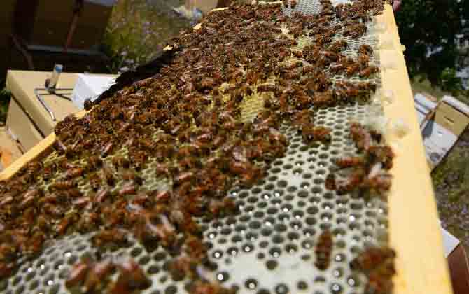 雙王群的組織時間及方法 雙王群