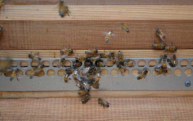 雙王群的組織時間及方法 雙王群