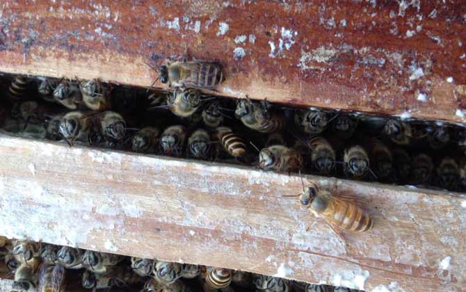 中蜂秋繁地區(qū)時(shí)間表及注意事項(xiàng) 中蜂秋繁