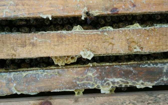 中蜂秋繁地區(qū)時(shí)間表及注意事項(xiàng) 中蜂秋繁