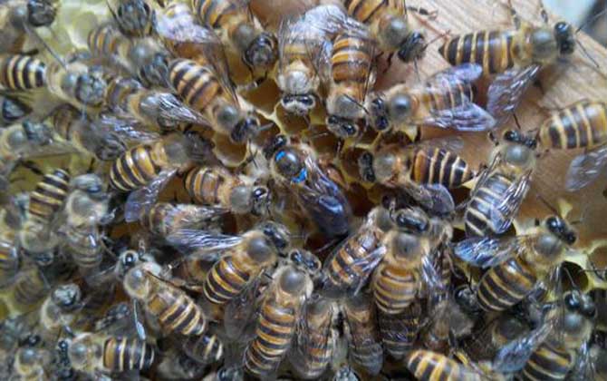 介王最佳時間是什么時候? 介王