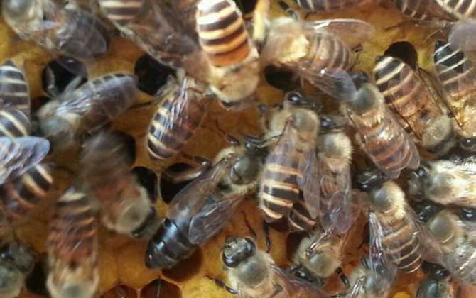 介王多久不圍王算成功? 介王