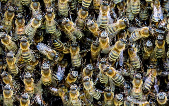 養(yǎng)蜂最新春繁法及注意事項 春繁