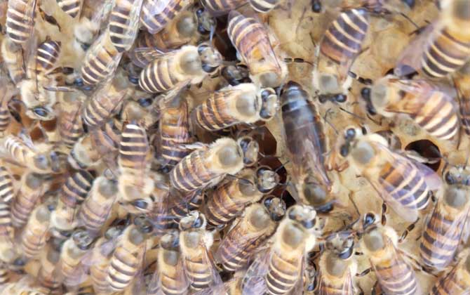 春繁蜜蜂多長時間喂一次? 蜜蜂春繁