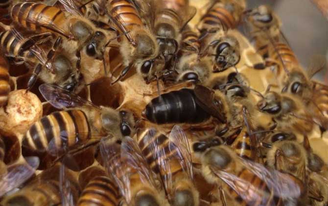 春繁獎(jiǎng)勵(lì)飼喂要堅(jiān)持多久? 春繁